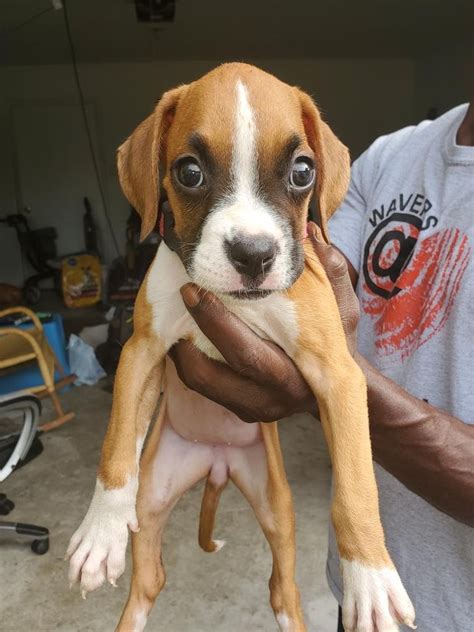 boxer puppies houston tx